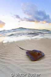 stingray city by Victor Zucker 
